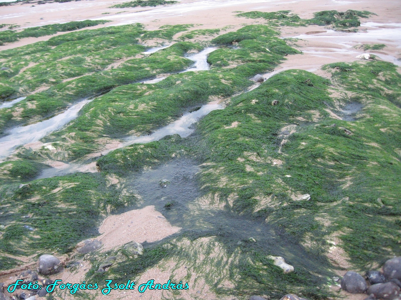 beachy_head_043.JPG