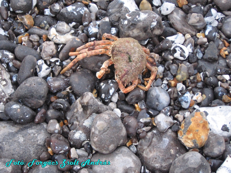 beachy_head_048.JPG