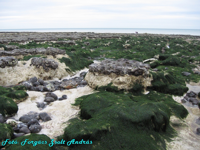 beachy_head_058.JPG