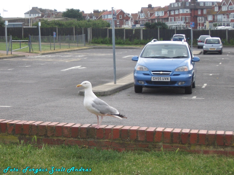 eastbourne_029.JPG