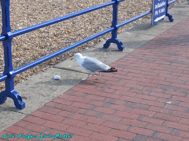 eastbourne_074.JPG