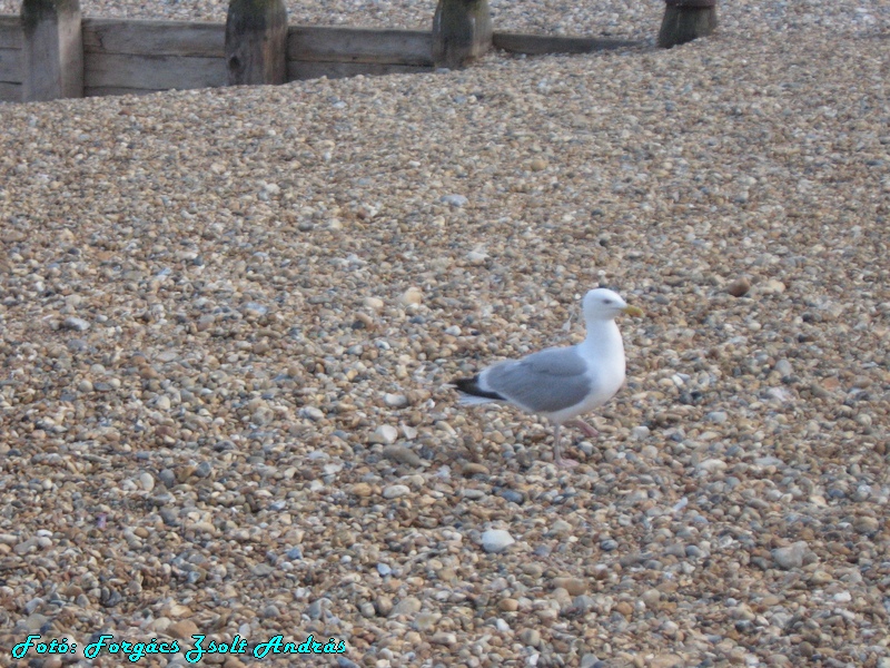 eastbourne_081.JPG