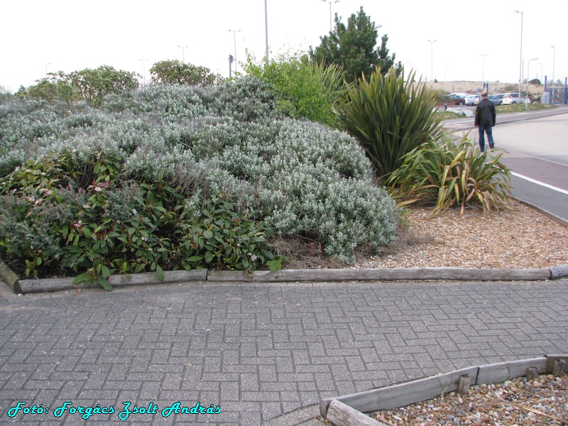 eastbourne_dock_121.jpg