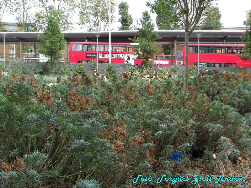 london__053_walthamstow_bus_station_012.JPG