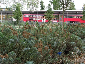 london__053_walthamstow_bus_station_012.JPG