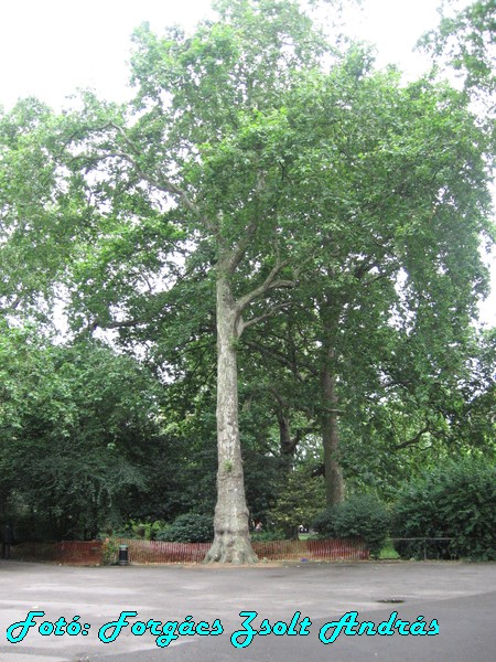 holborn_lincolns_inn_fields_021.JPG