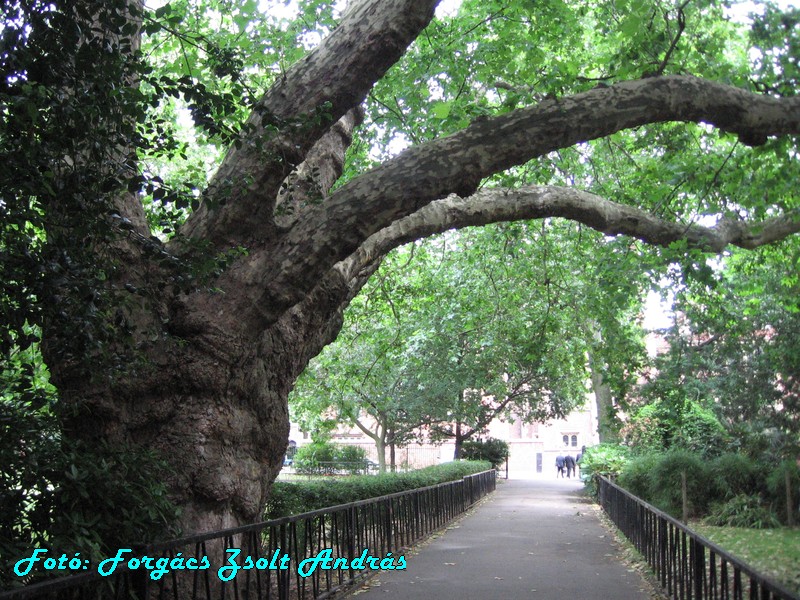 holborn_lincolns_inn_fields_023.JPG