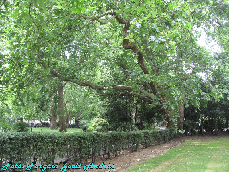 holborn_lincolns_inn_fields_025.JPG