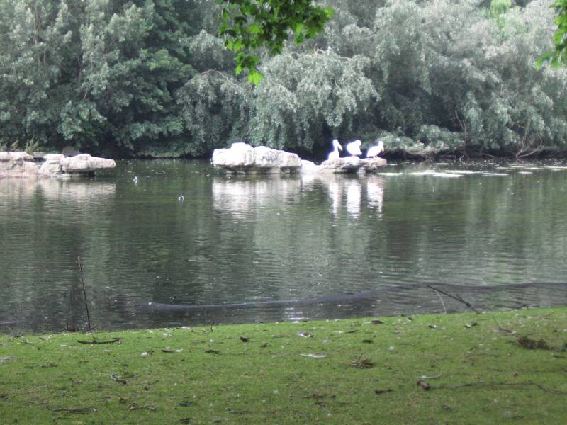 london__szent_james_park_025.JPG