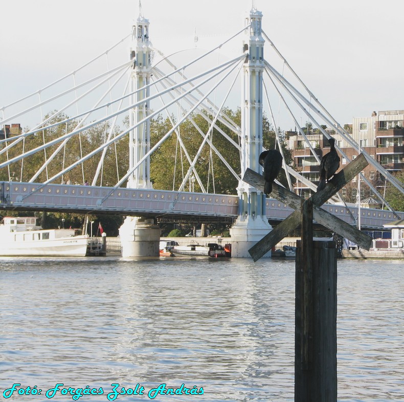 albert_bridge_029.JPG